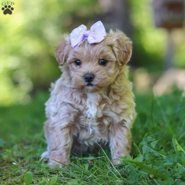 Haven, Maltipoo Puppy